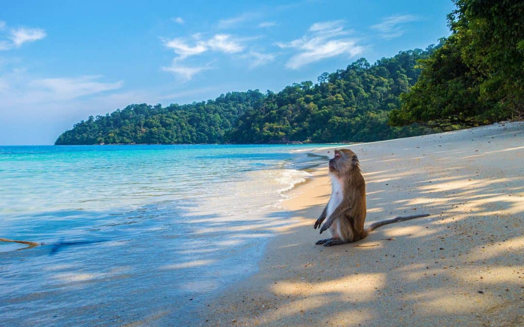 How Much Does it Cost to Live in Thailand and Other FAQ