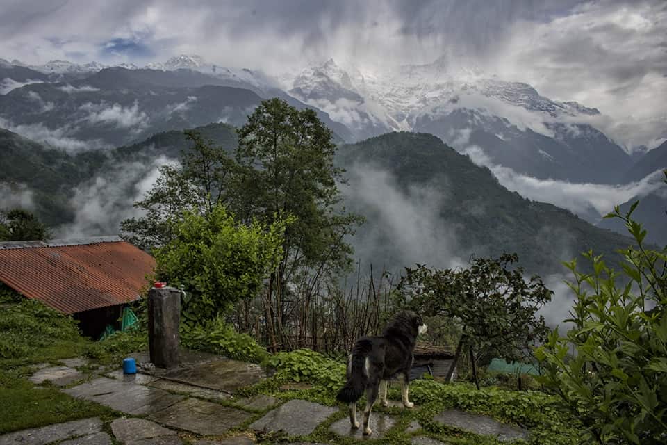 Trekking in Nepal, Poon Hill Trek, Nepal trekking, Annapurna circuit, annapurna trek, nepal tour995436