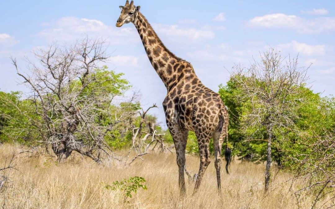 Self-Drive Namibia Itinerary: A 2-Week Road Trip For Free And Adventurous Souls